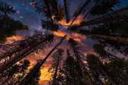 Forest at night